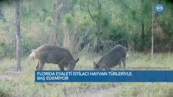 Florida İstilacı Hayvan Türleriyle Baş Edemiyor