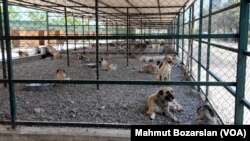 Merkezde sokakta yaşayamayacak durumdaki 400’e yakın köpek koruma altında tutuluyor.