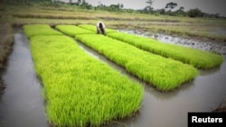 Cánh đồng lúa ở Nanan, Ivory Coast, 27/9/14