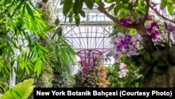 Fotoğraflar: New York Botanik Bahçesi (Fotogaleriyi izlemek için tıklayın)