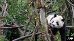 Gấu trúc nô đùa ở khu bảo tồn Panda tại thành phố Đô Giang Yển, tỉnh Tứ Xuyên, tây nam Trung Quốc, 11/1/2011