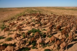 وسطی آسٹریلیا کے سمپسن صحرائی علاقے میں فضا سے لی گئی تصویر میں بڑی تعداد میں جنگلی اونٹ دکھائی دے رہے ہیں۔ فائل فوٹو