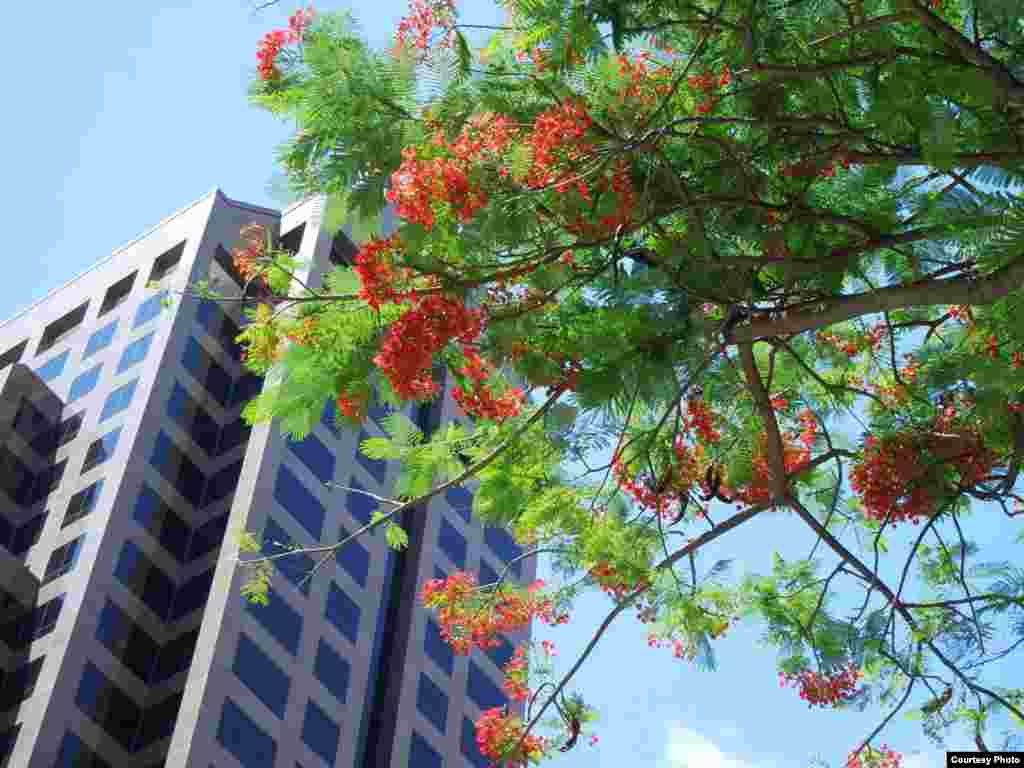 Tháng Tám phượng vẫn còn nở ở downtown Honolulu.