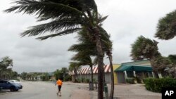 Cây cọ bị gió thổi ở Biển Vero, Florida, ngày 6/10/2016.