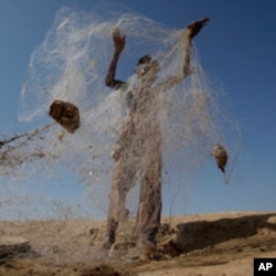 اکثر ڈالفن جال میں پھنس کر مر جاتی ہیں