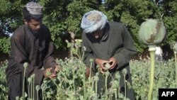 92% cây thẩu trên thế giới được trồng tại Afghanistan.