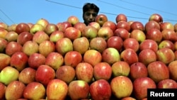 پاکستان کا زیر انتظام کشمیر سیب، خوبانی اور آڑو کی پیداوار کے لیے مشہور ہے۔ (فائل فوٹو)