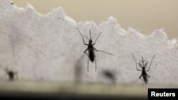 Muỗi vằn Aedes aegypti truyền virus Zika.