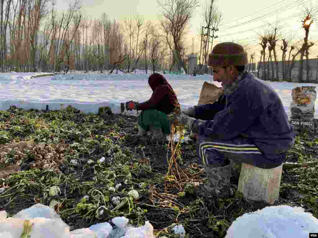 سبزیوں کو جمع کرنے کے ساتھ ساتھ انہیں باری باری صاف کیا جاتا ہے۔ ان پر جمع برف ہٹائی جاتی ہے اور پھر ایک جگہ اکھٹا کیا جاتا ہے۔