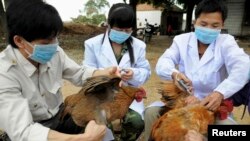 3일 중국 샹시지역에서 닭에게 H5N1 신종 플루 백신을 주사하는 가축 전염병 예방 센터의 직원들. 