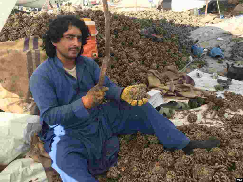 ایک نوجوان خوشے سے چلغوزے نکال رہا ہے۔