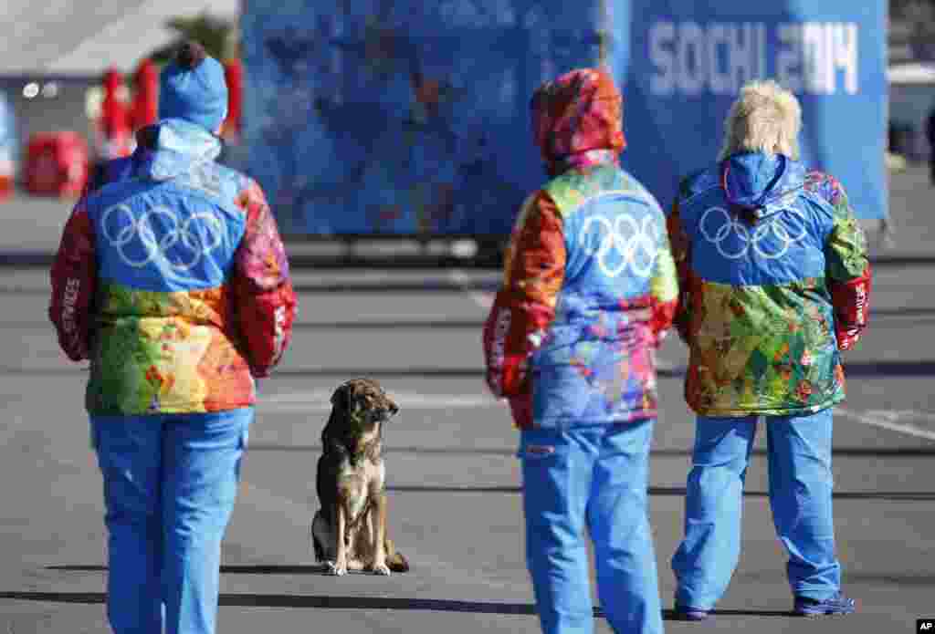 Những người tình nguyện làm việc trong công viên Olympic ở Sochi, 6/2/14