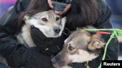 Cô Connie LaRose ôm những con chó kéo xe trước khi bắt đầu cuộc đua chó kéo Iditarod năm 2015 tại Fairbanks, Alaska.