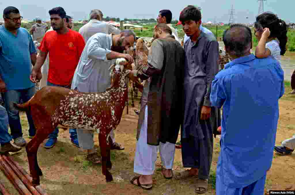 خریدار بکرے کی عمر جانچنے کی کوشش کر رہے ہیں۔