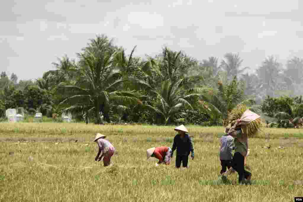 C&ocirc;ng nh&acirc;n gặt v&agrave; gom l&uacute;a. 14/9/2012. (D. Schearf/VOA)