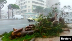 Cây cối bị bão quật đổ tại Okinawa, ngày 8/7/2014.