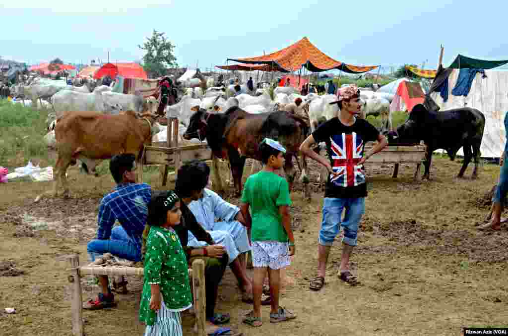 قربانی کے جانور خریدنے کے لیے بچوں میں بھی شوق پایا جاتا ہے۔