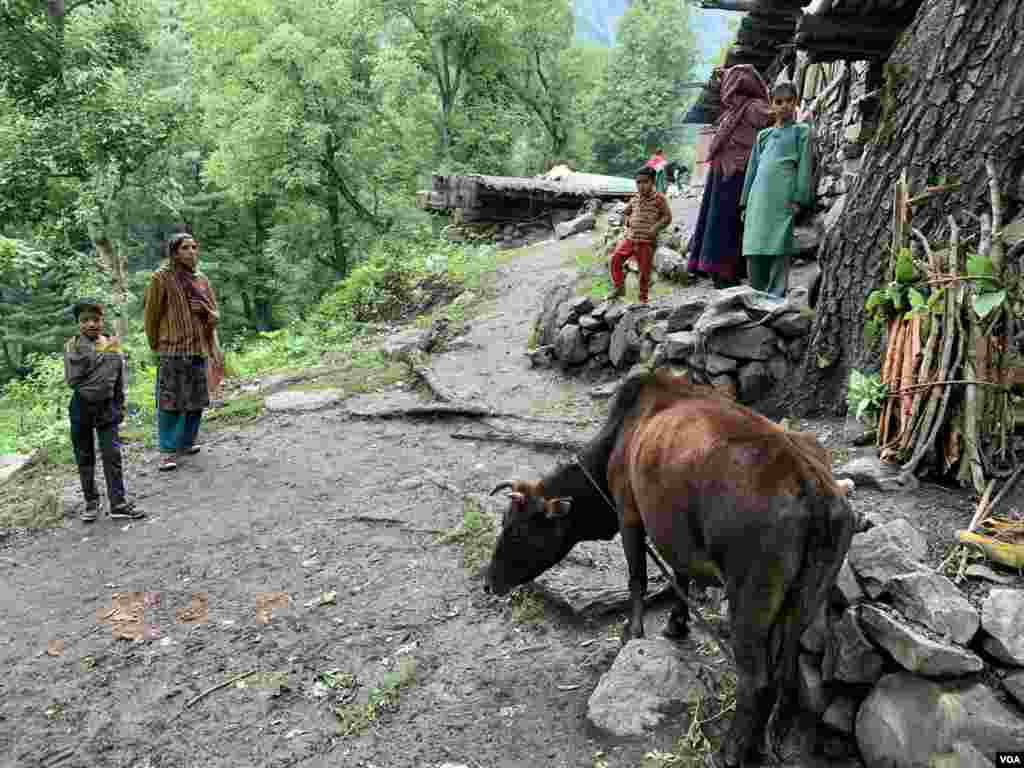 خانہ بدوش اپنے عارضی گھروں کے ساتھ ہی مویشی باڑے بھی بنا لیتے ہیں۔