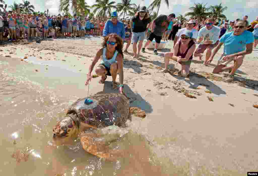 Florida&rsquo;nın Key adalarında oltalara takıldıktan sonra kurtarılan ve Şubat ayından bu yana tedavi gören caretta caretta, Sombrero Plajı&rsquo;ndan Atlas Okyanusu&rsquo;na bırakıldı. Ancak uzmanlar göç güzergahlarını izlemek amacıyla caretta caretta&rsquo;ya bir uydu alıcısı yerleştirdi.